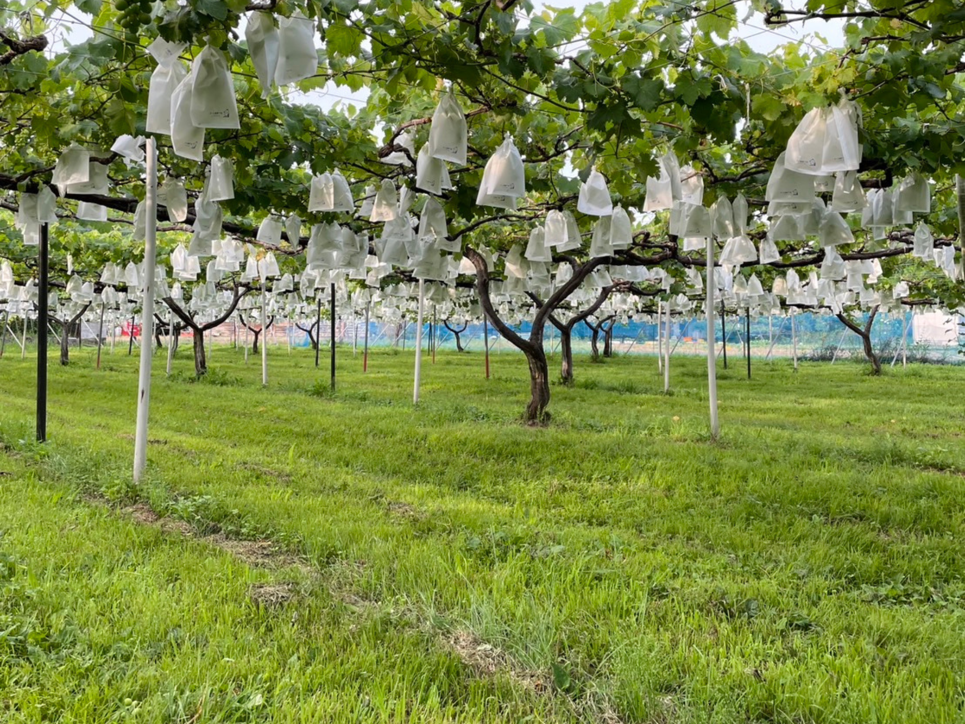 ぶどう畑の様子