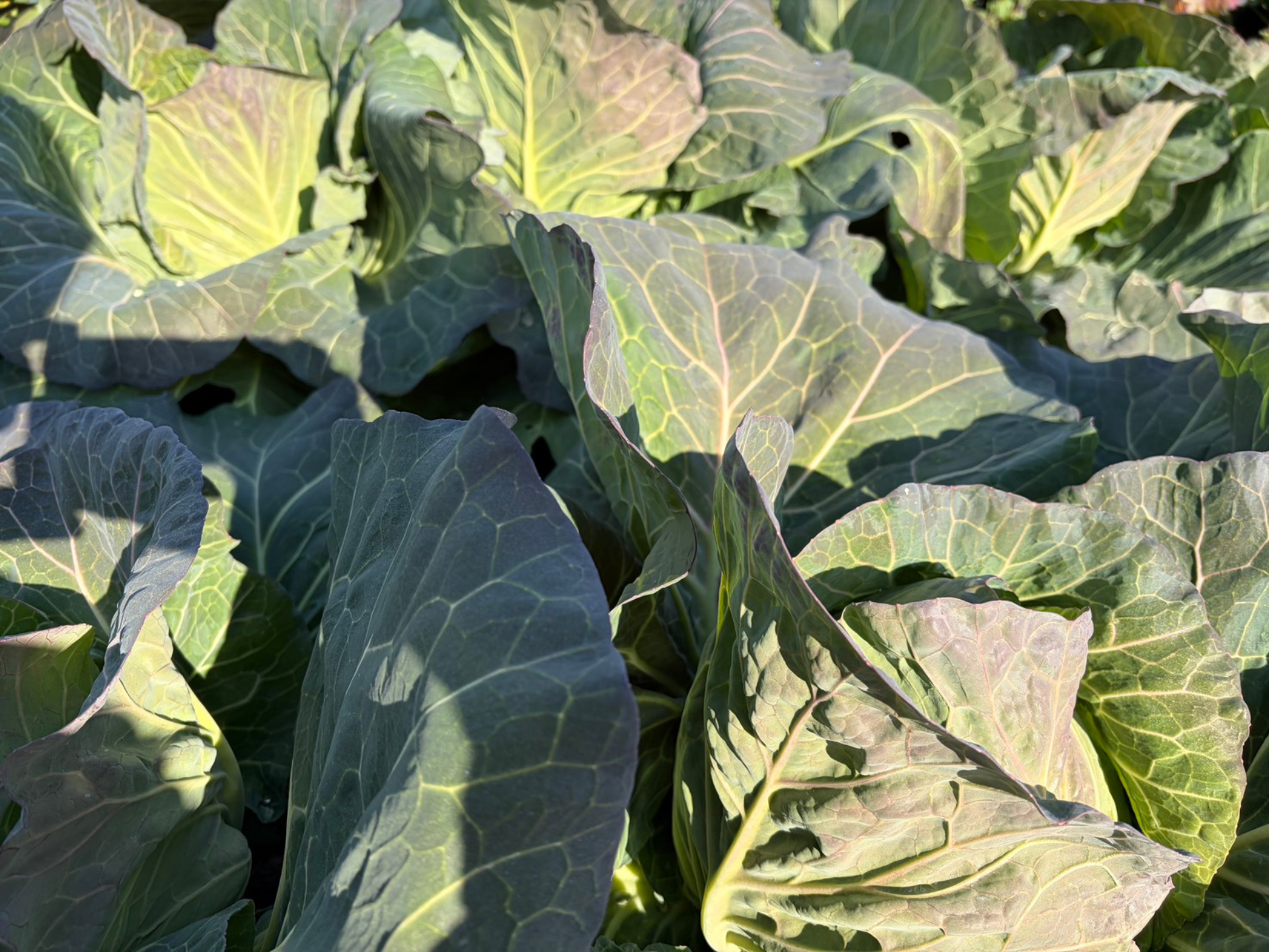 新鮮なキャベツ