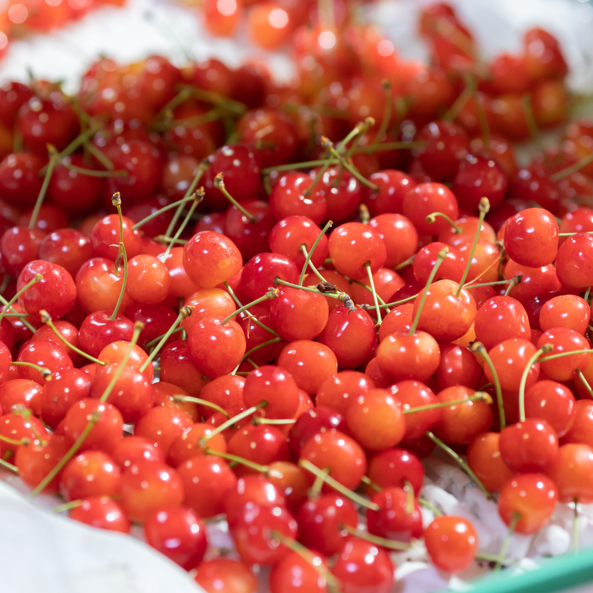 新鮮な葉物野菜